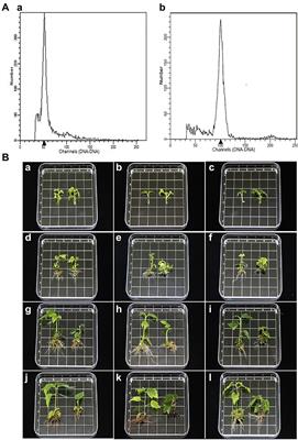 Comparative Transcriptomic, Anatomical and Phytohormone Analyses Provide New Insights Into Hormone-Mediated Tetraploid Dwarfing in Hybrid Sweetgum (Liquidambar styraciflua × L. formosana)